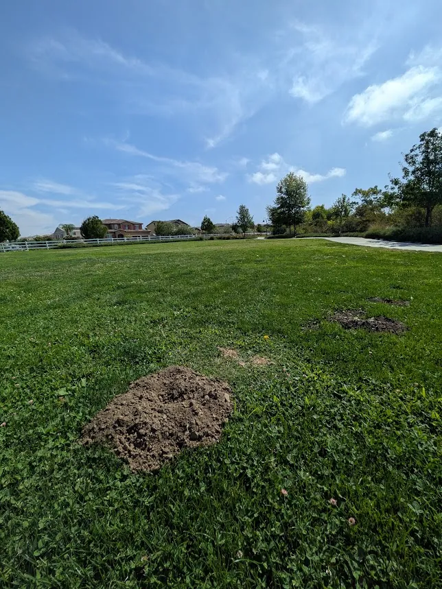 Fresh gopher mounds on an open Fontana lawn with white-fenced homes behind it
