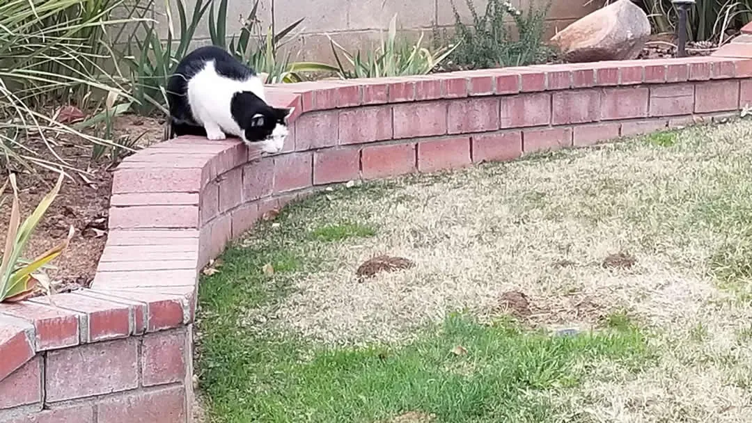 A cat watching the ground in a Jurupa Valley, CA yard where gophers are tunneling