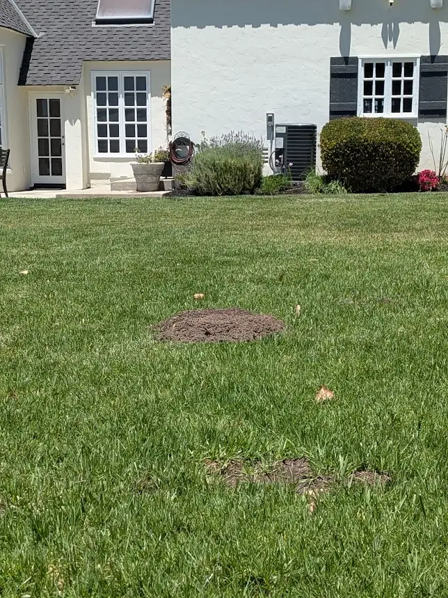 A fresh dark-brown gopher mound in the middle of a sunlit green Menifee backyard lawn, with a white stucco home and manicured shrubs behind it