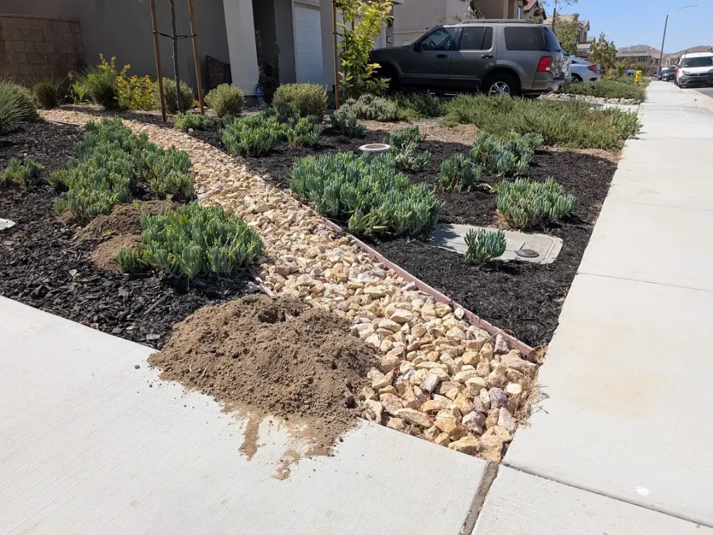 Fresh gopher mounds pushed up onto a sidewalk at a mulched Murrieta, CA front yard with succulents and a staked young tree