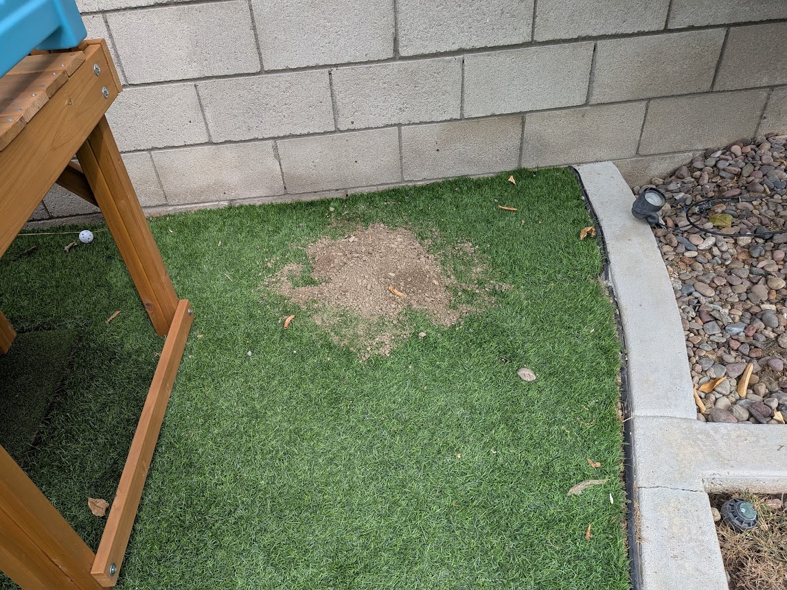 Fresh gopher mound of dry dirt pushed up through artificial turf in a Winchester, CA backyard near French Valley, with a cinder block wall and river rock border behind