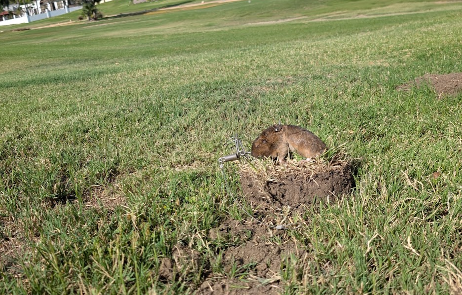 A pocket gopher caught in a spring trap on a fresh dirt mound in a Southern California lawn