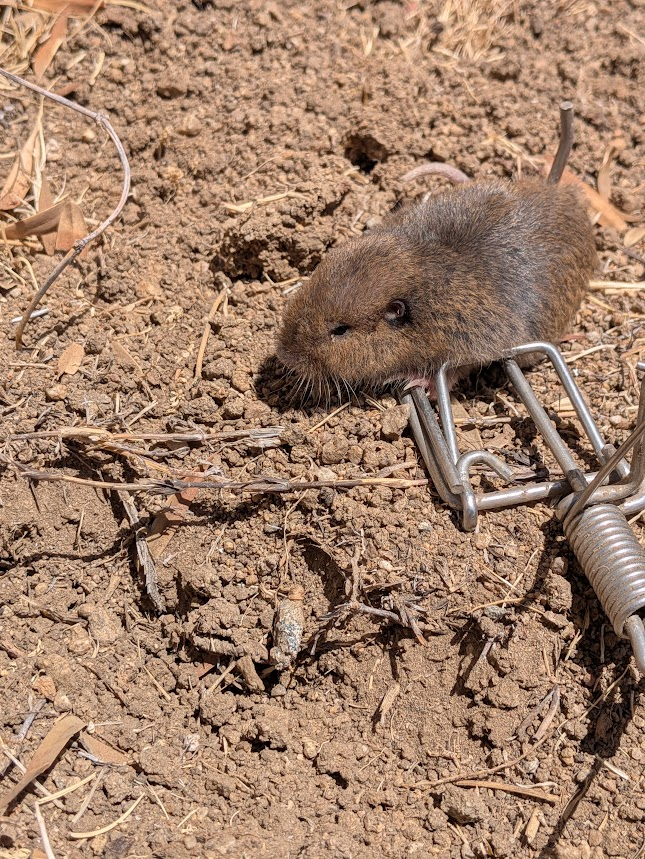 A pocket gopher caught in a metal kill trap set in the active tunnel on dry Southern California soil