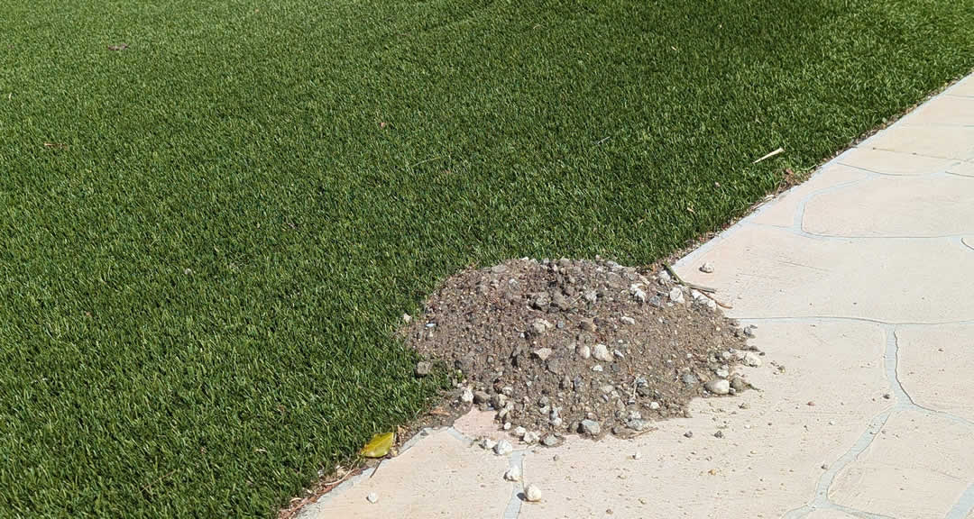 Gopher Damage in Artificial Turf in Temecula & Riverside
