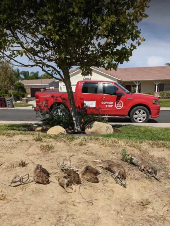 Gopher Stop technician setting traps on gopher runs at a Jurupa Valley, CA property