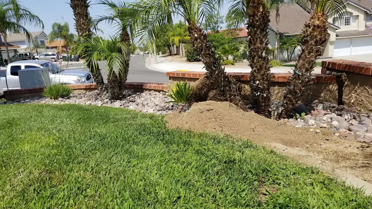 Fresh gopher mound pushed up in a Riverside, California front lawn beside palm trees and a brick planter