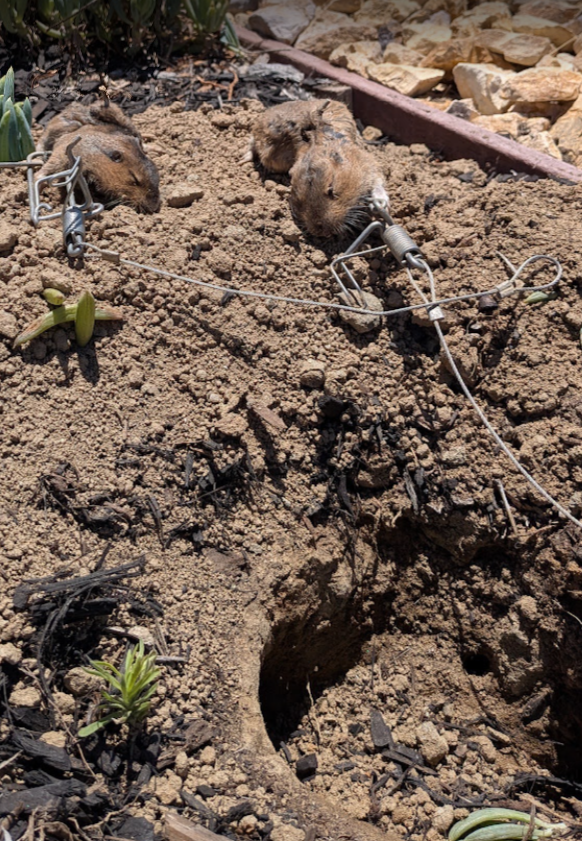 Pocket gophers caught in cinch kill traps set in an active run in a Southern California garden