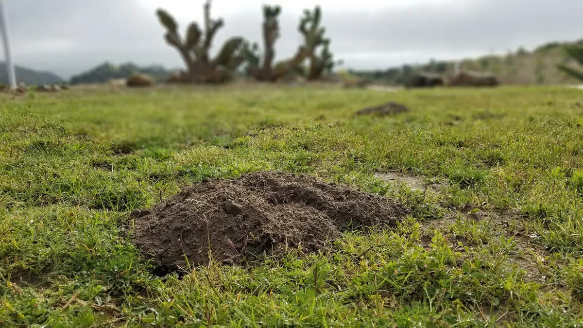 Fresh gopher mound pushed up in green grass in a Grand Terrace, CA yard