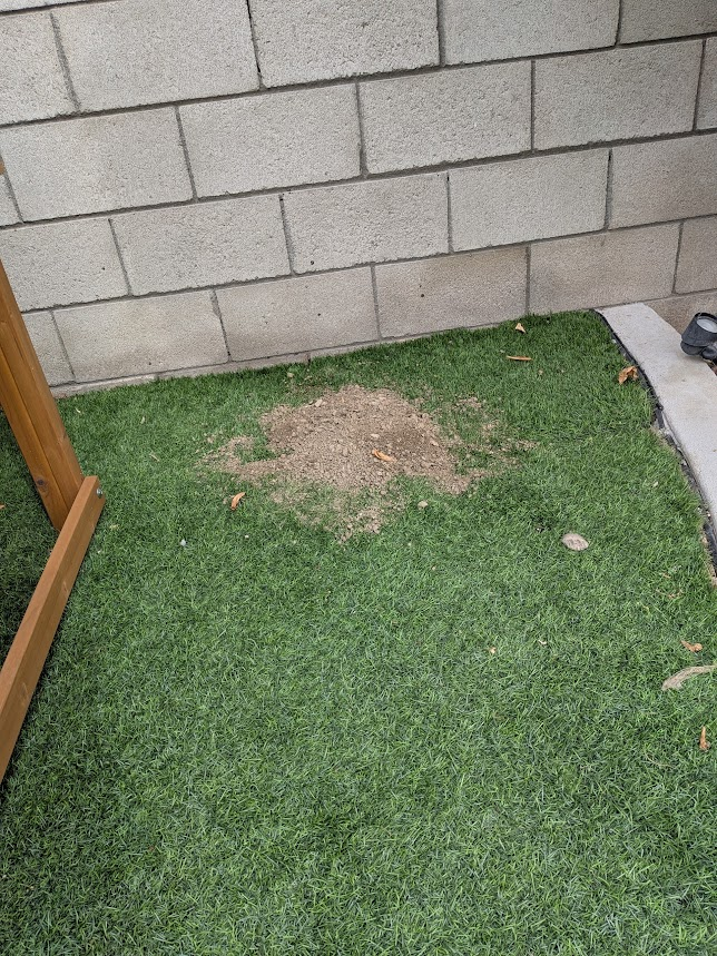 Gopher mound of loose dirt pushed up onto green artificial turf beside a block wall in a Perris, CA backyard