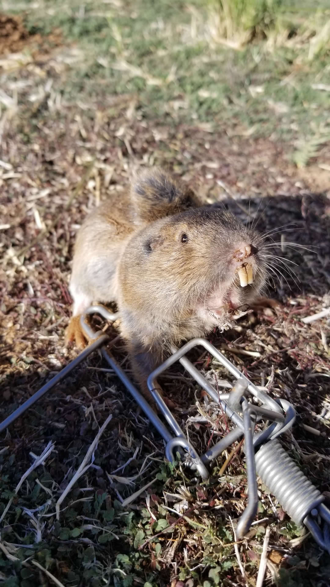 Gopher caught in a trap during a Gopher Stop job