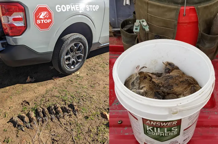 Pocket gophers removed from a Riverside, California yard with poison-free traps