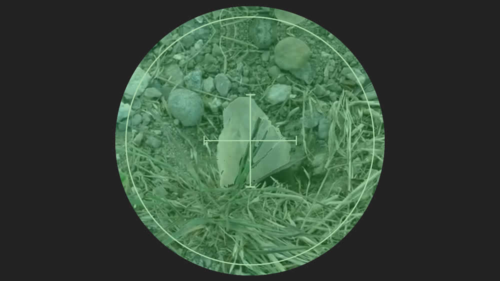 3 Ways That Actually Work to Eliminate and Kill Gophers