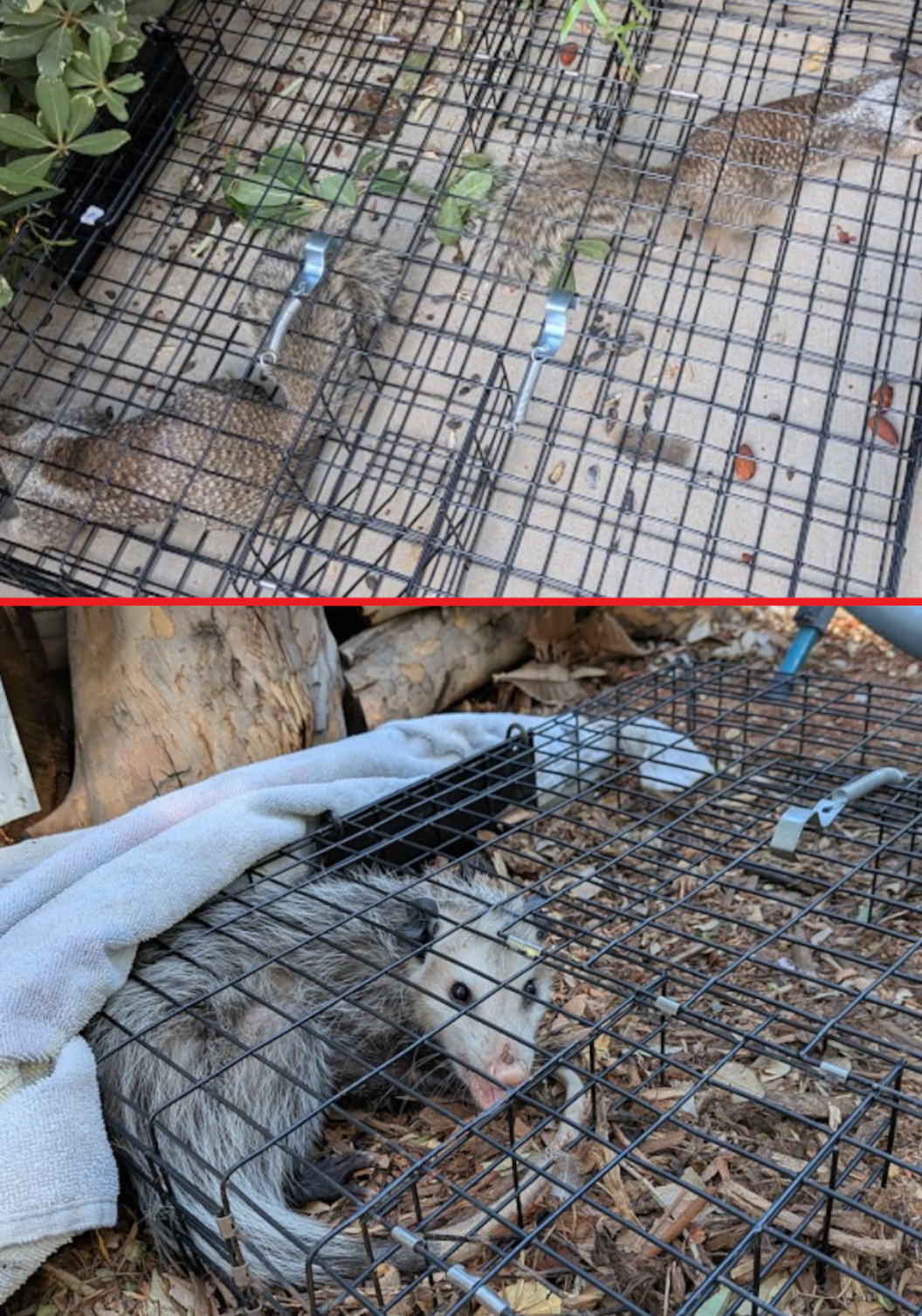 Gray squirrels and an opossum caught in cage traps during a Southern California wildlife removal call