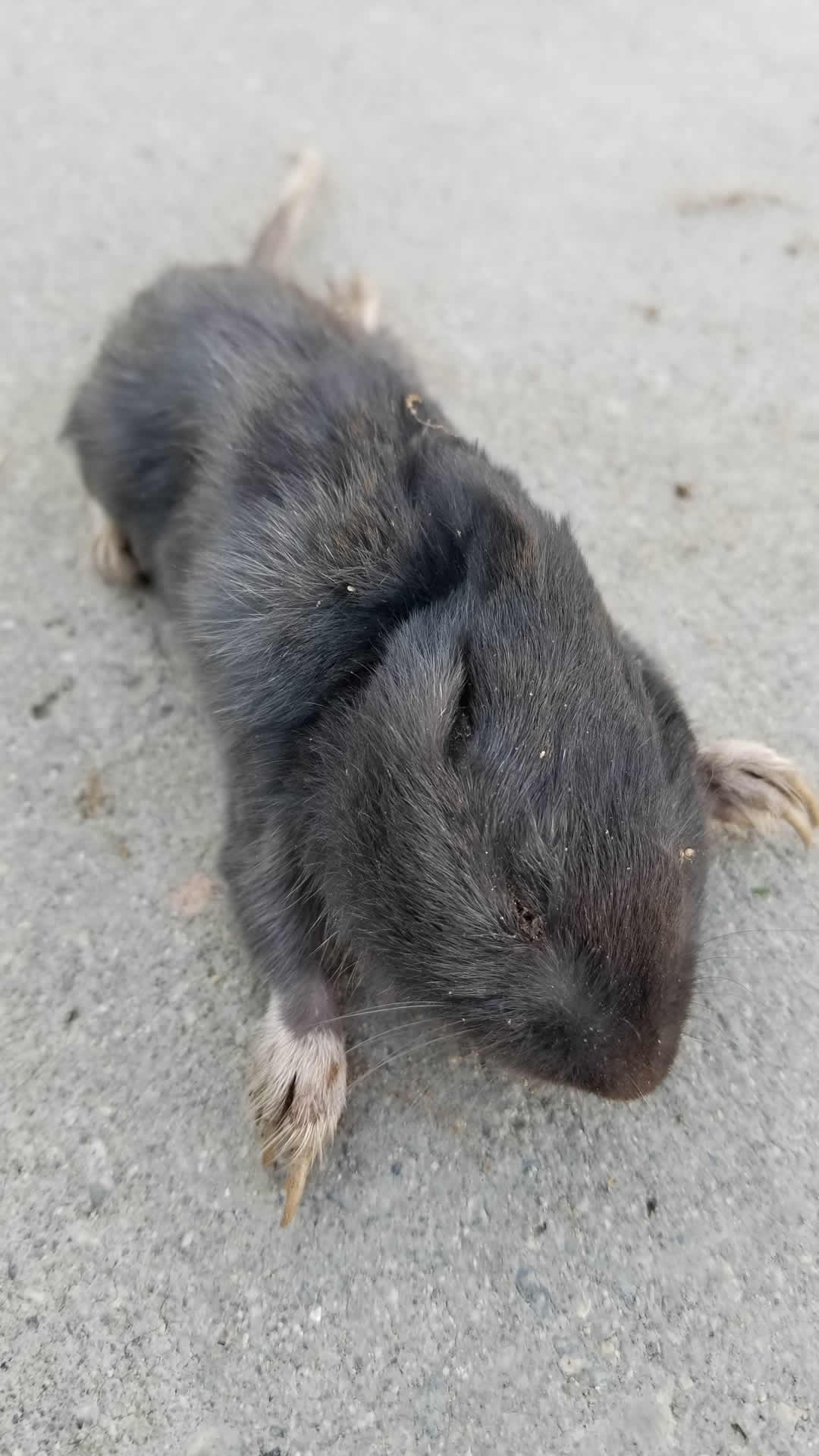 The elusive black gopher