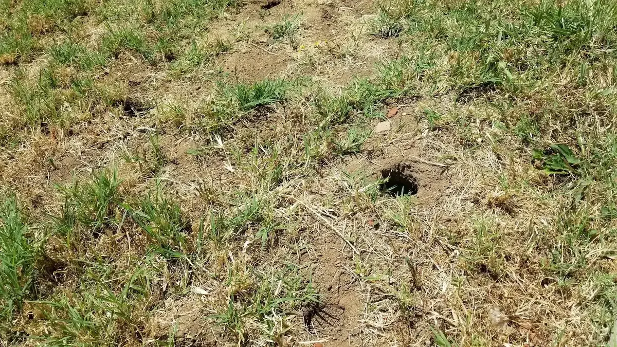 Open gopher burrow hole and thinning ground cover on a dry Chino Hills slope
