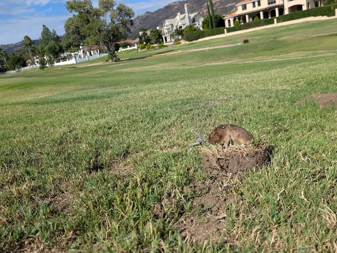 Irrigated pasture on a Norco, CA equestrian lot where gophers tunnel through undisturbed ground