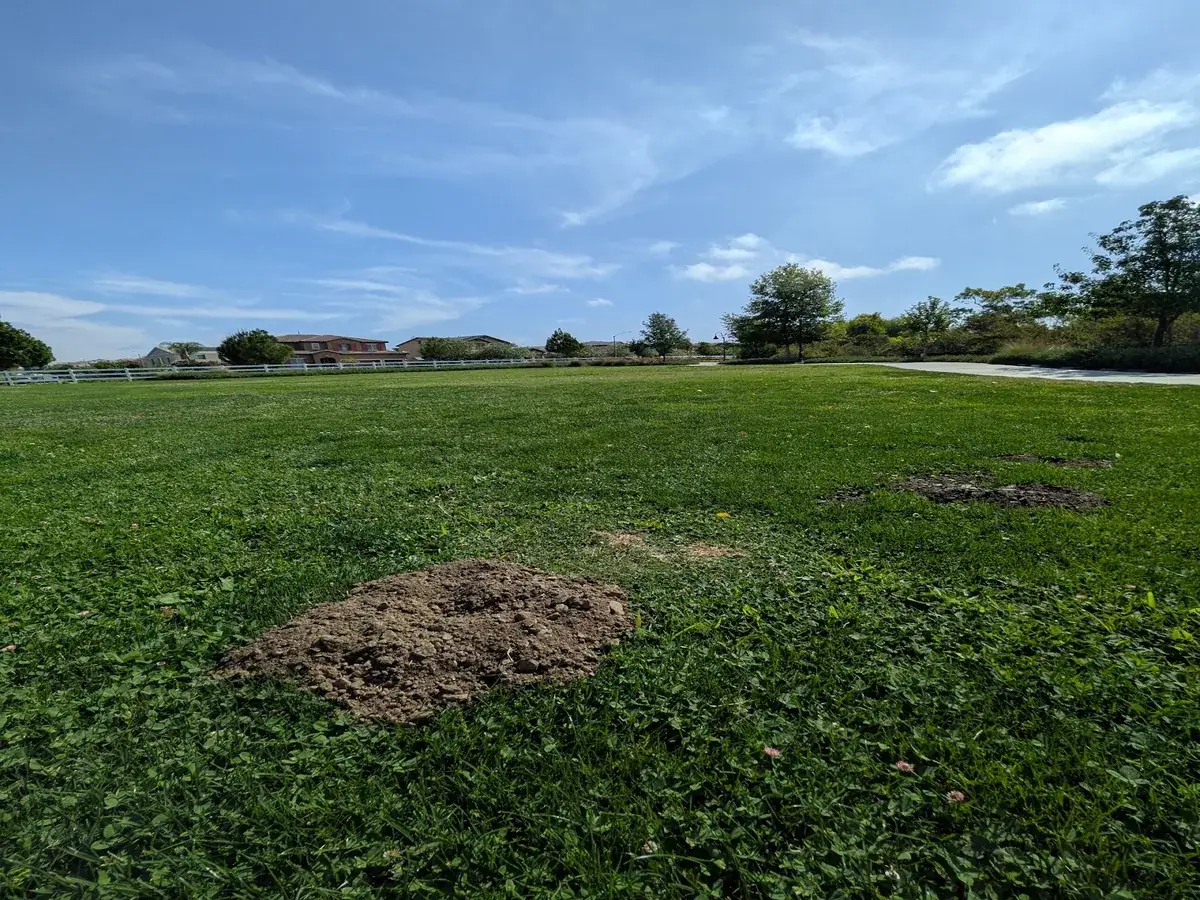 Gopher Stop trap set on a Norco equestrian lot, poison-free gopher control safe around horses and pasture