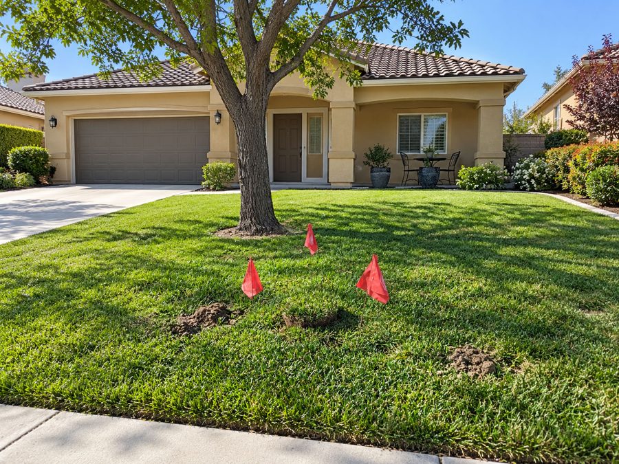 Red flags marking gopher trapping locations on a residential lawn