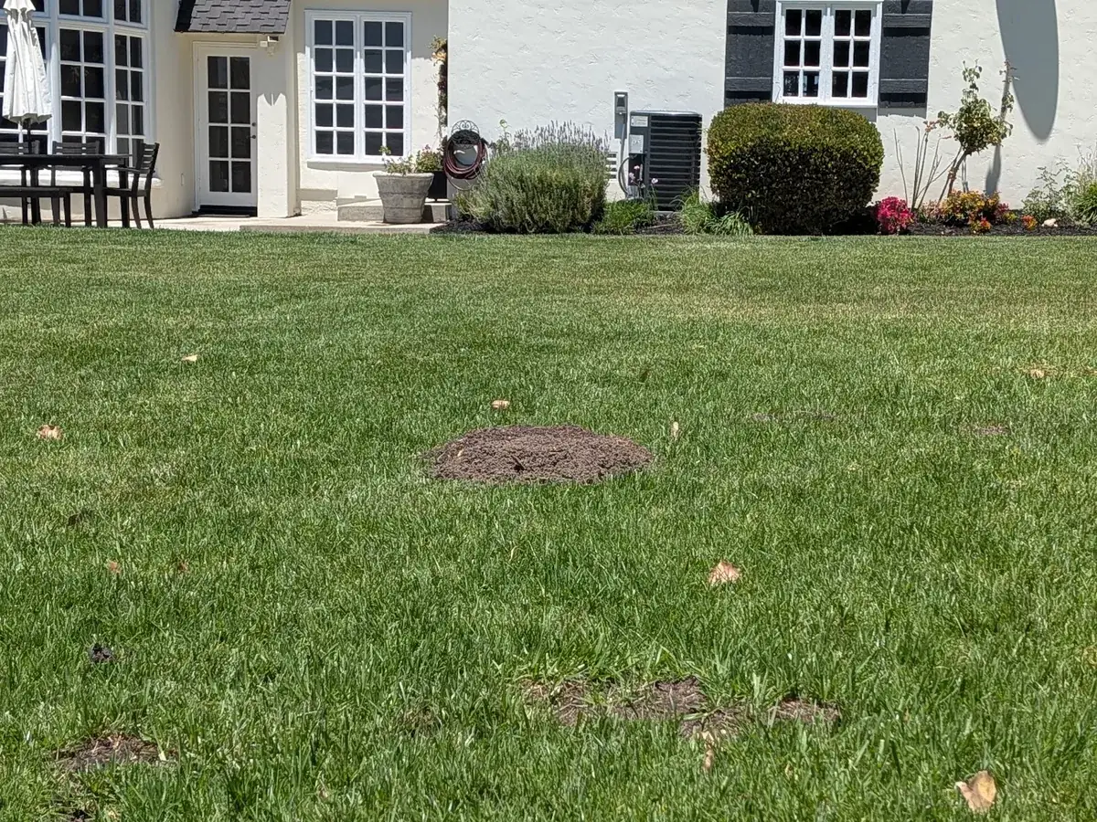 New Eastvale home built on former dairy pasture with gopher mound activity in the lawn