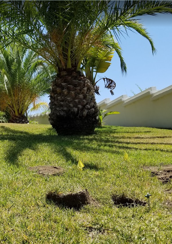 Lake Elsinore, CA lawn with gopher mounds and yellow marking flags near a large Canary Island Date Palm on a sunny day