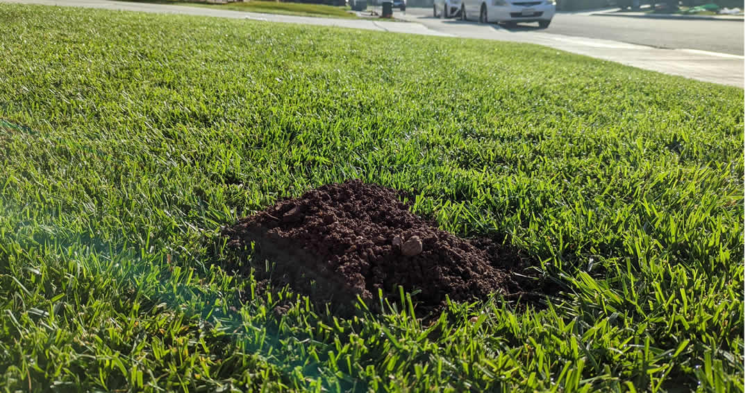 Gopher Damage in New Sod in Murrieta & Temecula