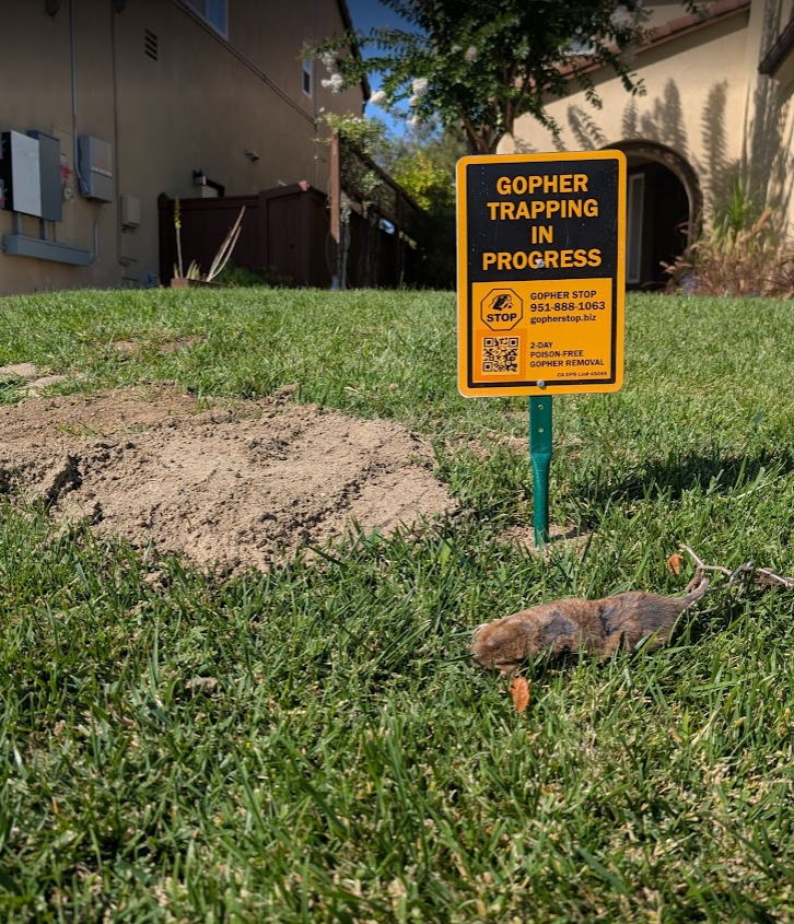 A pocket gopher caught in a below-ground kill trap in a Southern California lawn, marked by a Gopher Stop warning sign