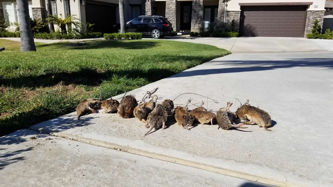 9 gophers caught in traps