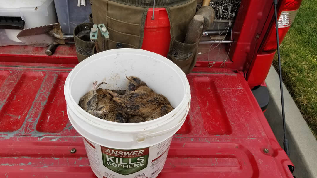 Bucket of gophers