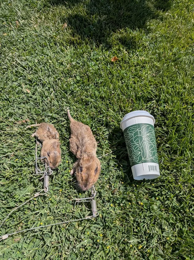 Two gophers removed from a Loma Linda lawn using poison-free kill traps, shown on the grass for size reference, the kind of results Gopher Stop hands back on a finished Loma Linda job.