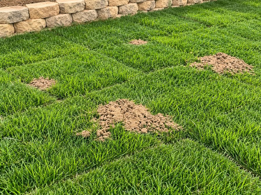 Fresh gopher dirt mounds across green sod beside a retaining wall