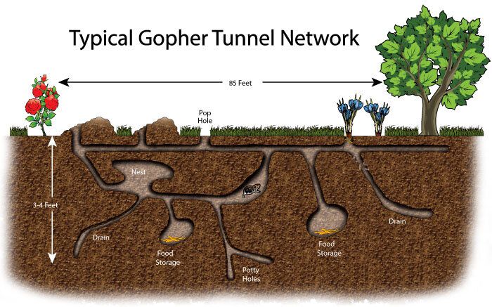 Diagram of a typical pocket gopher tunnel network showing an 85-foot run 3 to 4 feet deep with nest, food storage and pop holes