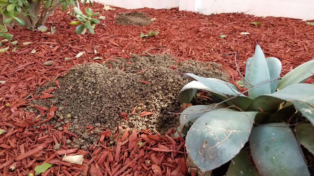 Gopher mound pushed up through mulch in a landscaped Southern California yard