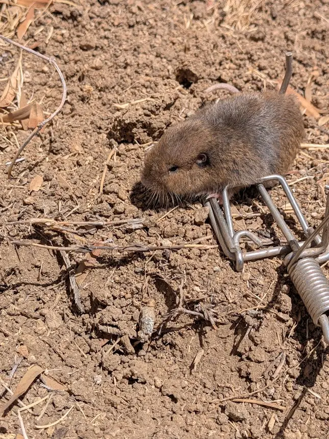 Pocket gopher removed from loose granite-based soil on a Temecula, CA property