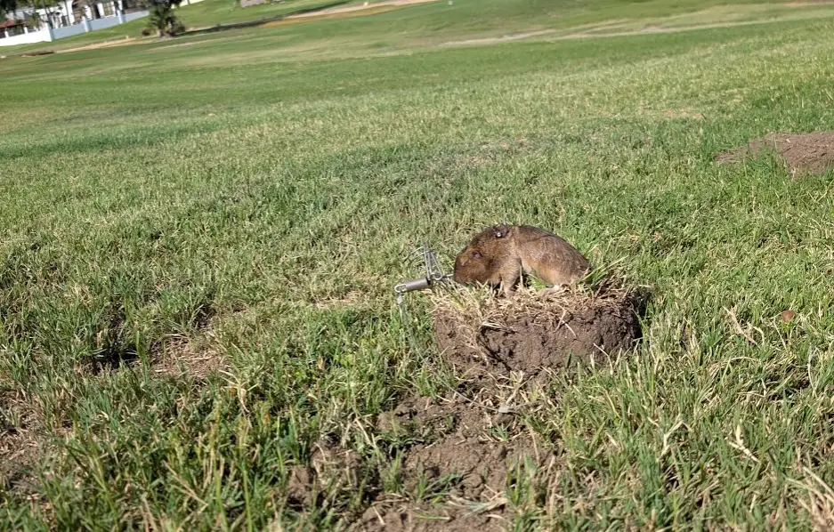 A pocket gopher trap set securely in an active tunnel to clear a residential lawn