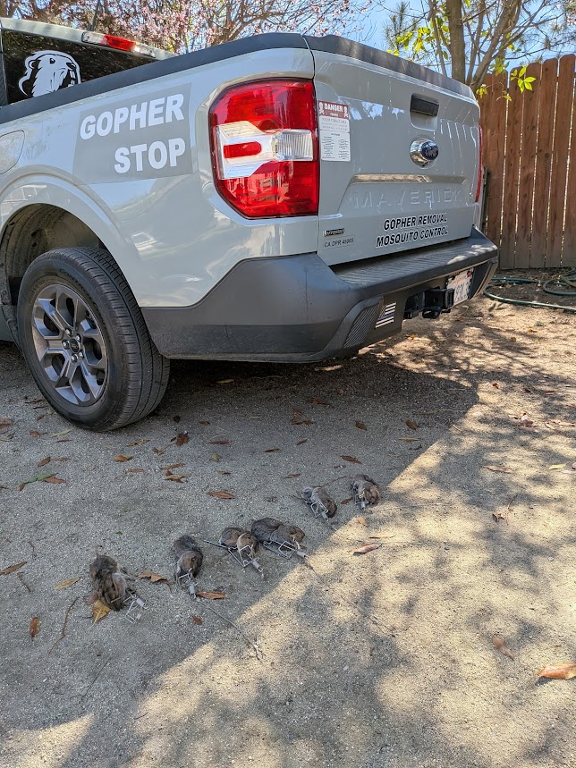 Gopher Stop Ford Maverick truck branded "Gopher Removal" and "Mosquito Control" parked on a Winchester, CA job, with six dead gophers in cinch traps laid out behind it as proof of service