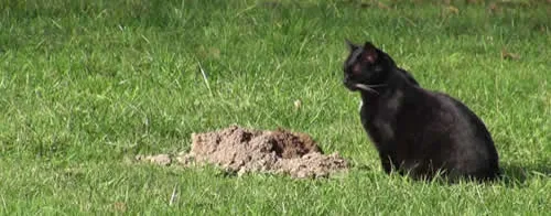 How to not kill a gopher with cats