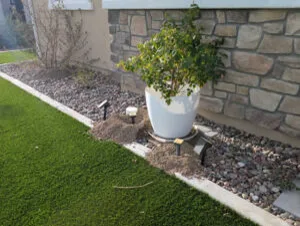 Gopher damage in artificial turf next to rocks and plants