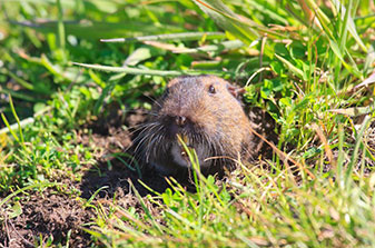 Gopher Exterminator