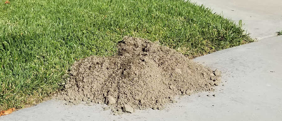 Gopher mound