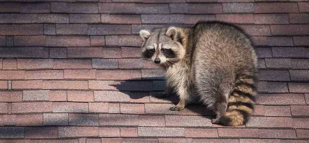Skunk, raccoon and possum exterminator removal service