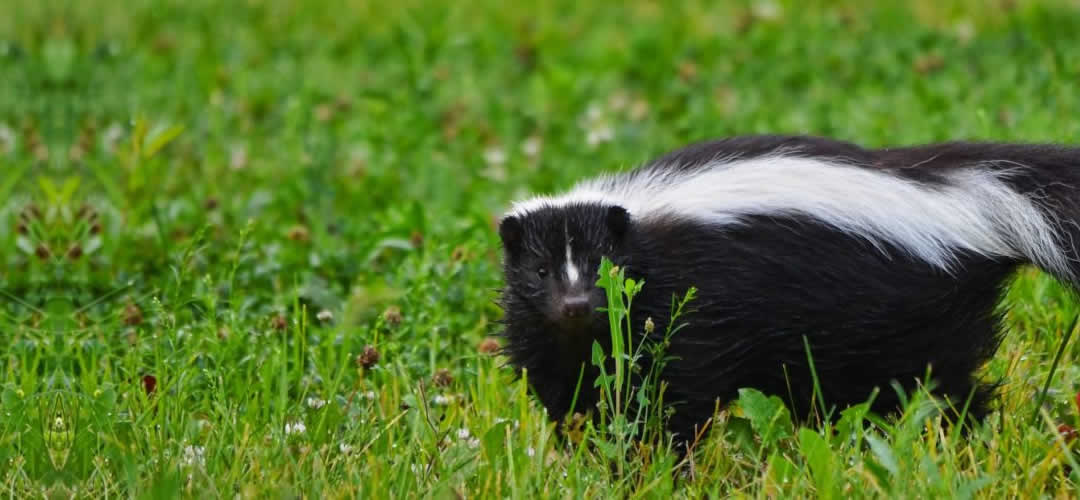Skunk, raccoon and possum exterminator removal service