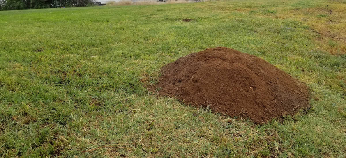 Big gopher mound on lawn for gopher control
