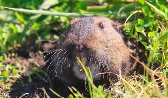 Gopher Control