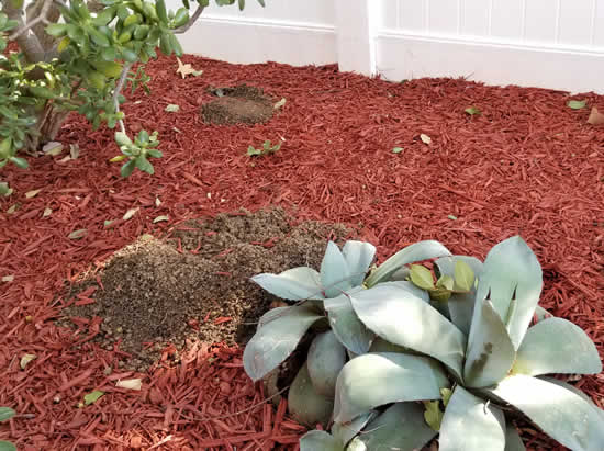 Gopher Lawn Damage