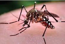 Aedes Aegypti asian tiger mosquito