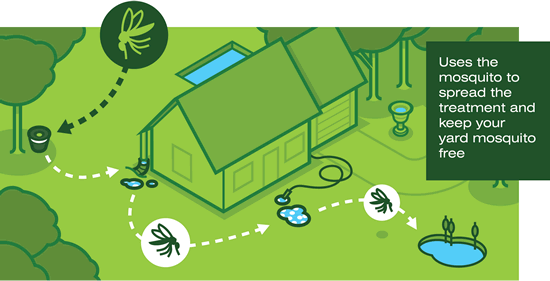 Mosquito control services