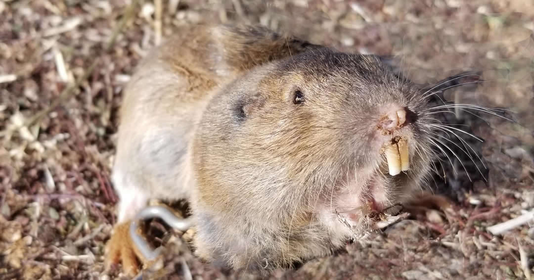 How to get rid of gophers for good