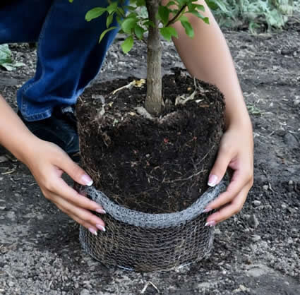 Spring Gopher Control Gopher Basket