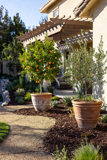 Spring gopher control by planting trees in pots