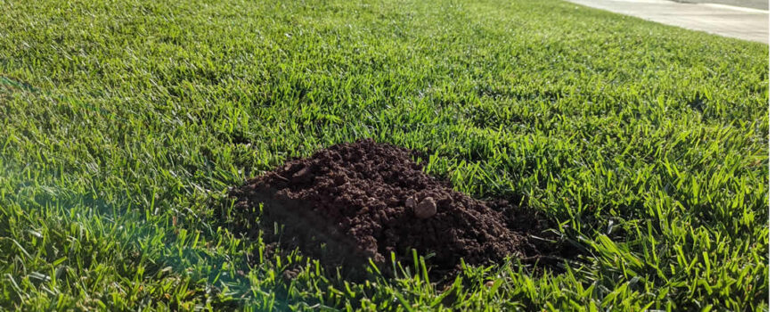Gopher Damage in New Sod in Murrieta & Temecula – What to Watch For